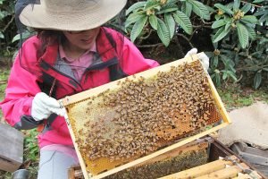 千葉の女性養蜂家が作る枇杷のはちみつがハニー・オブ・ザ・イヤーで優秀賞を獲得