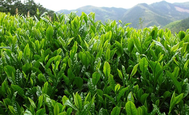 茶葉ごと飲める！お茶の産地・八女の完全無農薬オーガニック緑茶