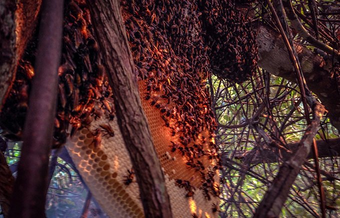 カンボジアのジャングルでハニーハンターと見つけた貴重な生蜂蜜「クメールハニー」