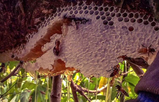 カンボジアのジャングルでハニーハンターと見つけた貴重な生蜂蜜「クメールハニー」
