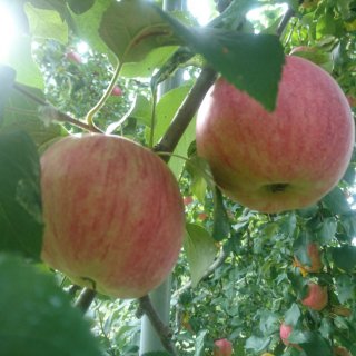 長野県飯綱町の冷涼な地で30種類ものりんごを作る「山下フルーツ農園」