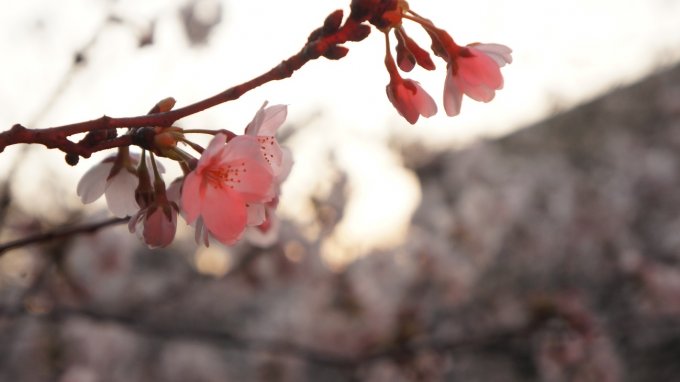 春限定！満開の桜の下で食べたい「花歳時　桜衣」