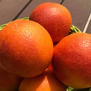 鮮やかな赤に魅せられて！香り豊かな愛媛県宇和島産の「ブラッドオレンジ」