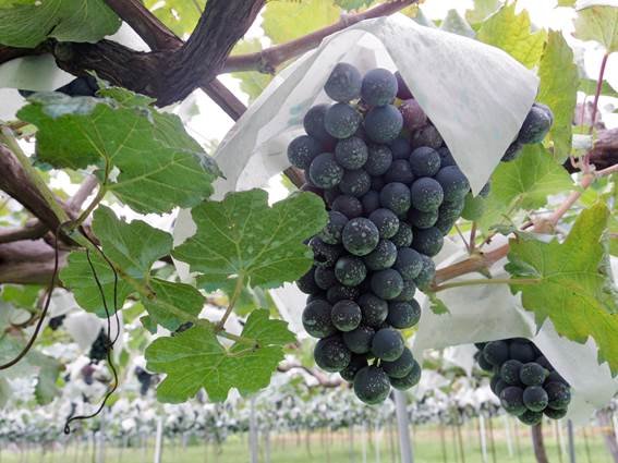 草生栽培と減農薬栽培のぶどうで作る「白州のシャルマンワイン」