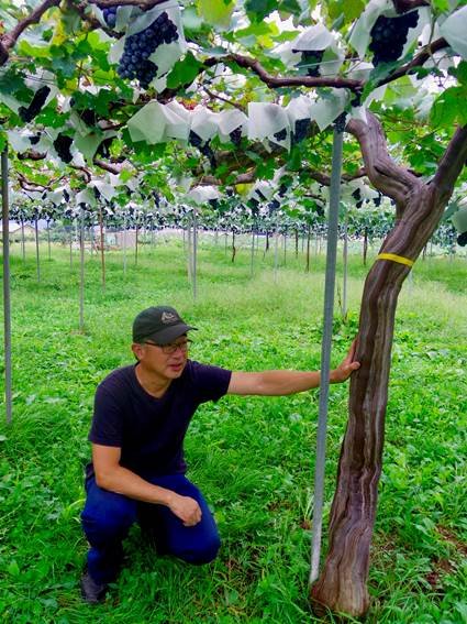 草生栽培と減農薬栽培のぶどうで作る「白州のシャルマンワイン」