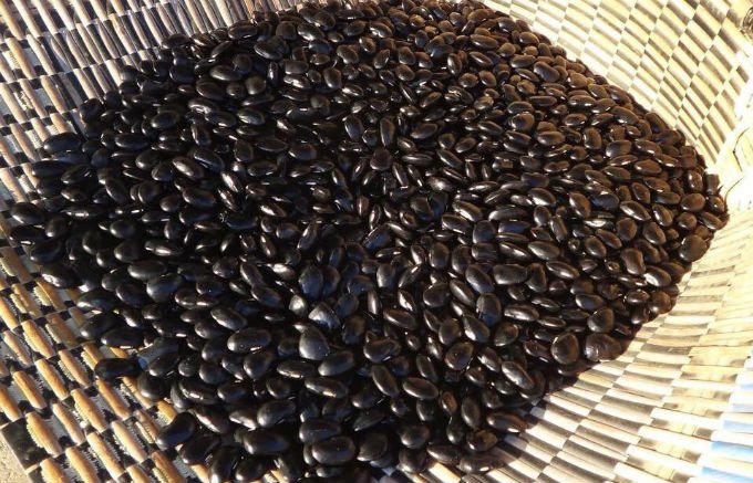 茨城県が誇る、一粒の重さが約2gと大粒な花豆「常陸大黒（ひたちおおぐろ）」