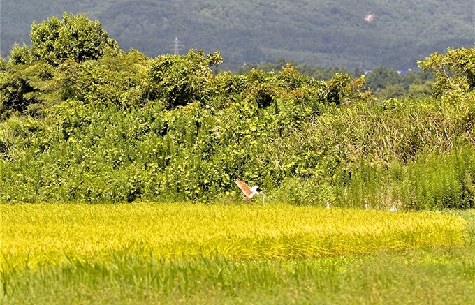 トキと暮らす島　佐渡島の魅力が集まった米「朱鷺と暮らす郷」