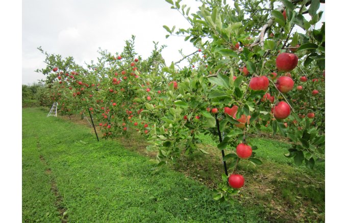 何十種類ものりんごを栽培する、パティシエにとって夢のような農園『サンファーム』