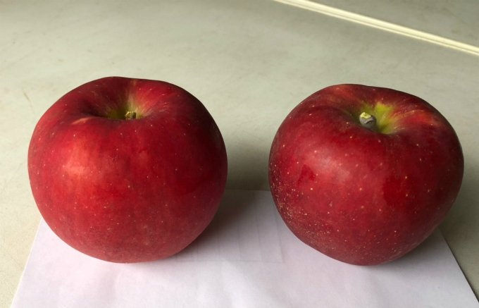 何十種類ものりんごを栽培する、パティシエにとって夢のような農園『サンファーム』