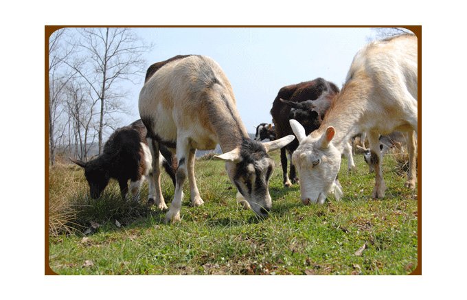 期間限定カレ・ド・ラヴァンド　世界で認められたヤギのチーズ（シェーブルチーズ）