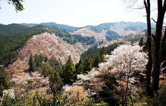 2日目が一番おいしい？！桜のシーズンに食べたい奈良・吉野山の「柿の葉寿司」