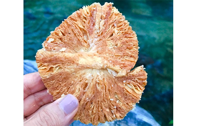 夏の新潟・長岡花火が待ち遠しくなる！大輪の花のような3尺玉をイメージしたパイ